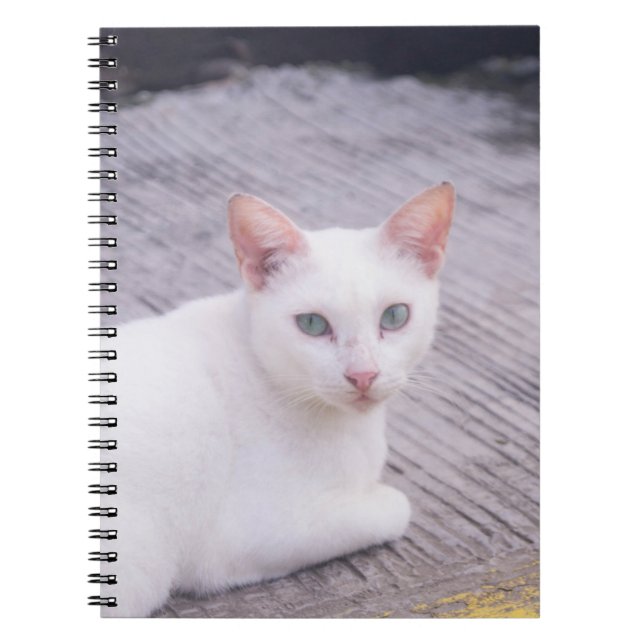 Beautiful White Cat Notebook (Front)