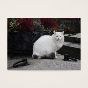 Beautiful White Cat On A Grave