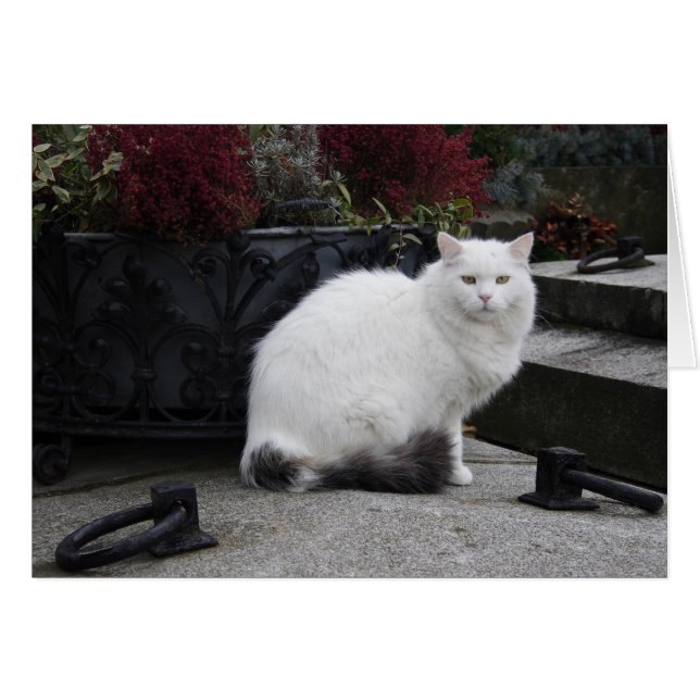 Beautiful White Cat On A Grave (Front Horizontal)