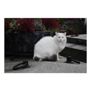 Beautiful White Cat On A Grave Poster