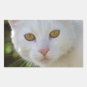 Beautiful White Cat Rectangular Sticker
