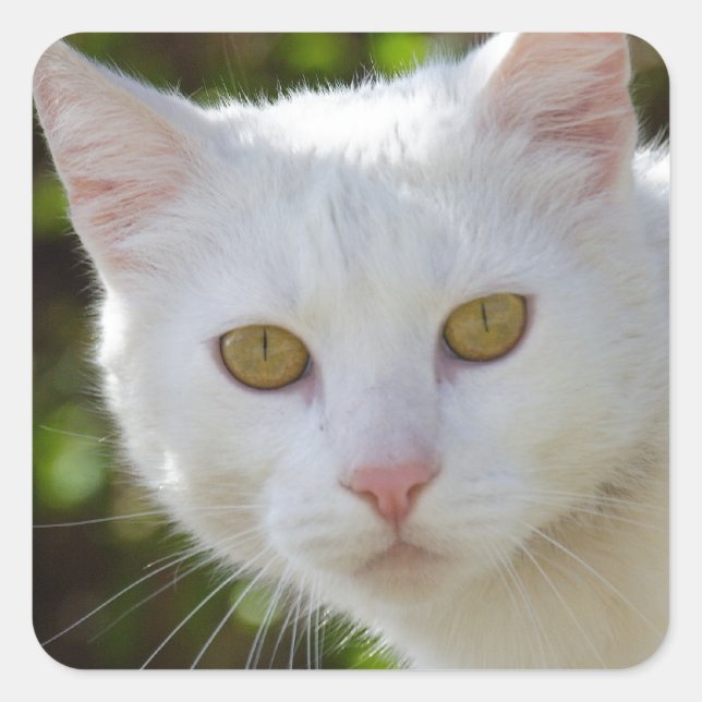 Beautiful White Cat Square Sticker (Front)