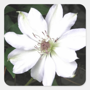 Beautiful White Clematis Flowers Square Sticker