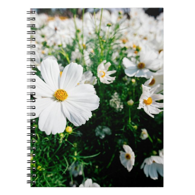 Beautiful white cosmos flowers blooming in gardena notebook (Front)