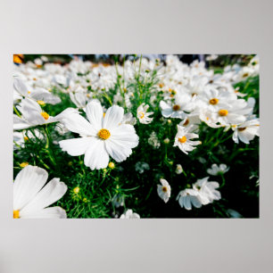 Beautiful white cosmos flowers blooming in gardena poster