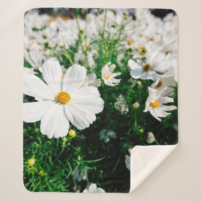 Beautiful white cosmos flowers blooming in gardena sherpa blanket (Front)