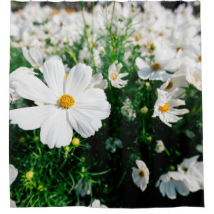 Beautiful white cosmos flowers blooming in gardena shower curtain