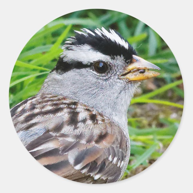 Beautiful White-Crowned Sparrow in the Grass Classic Round Sticker (Front)