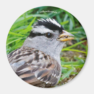 Beautiful White-Crowned Sparrow in the Grass Magnet