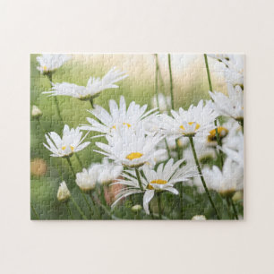 Beautiful White Daisies   Flowers in Green Field Jigsaw Puzzle