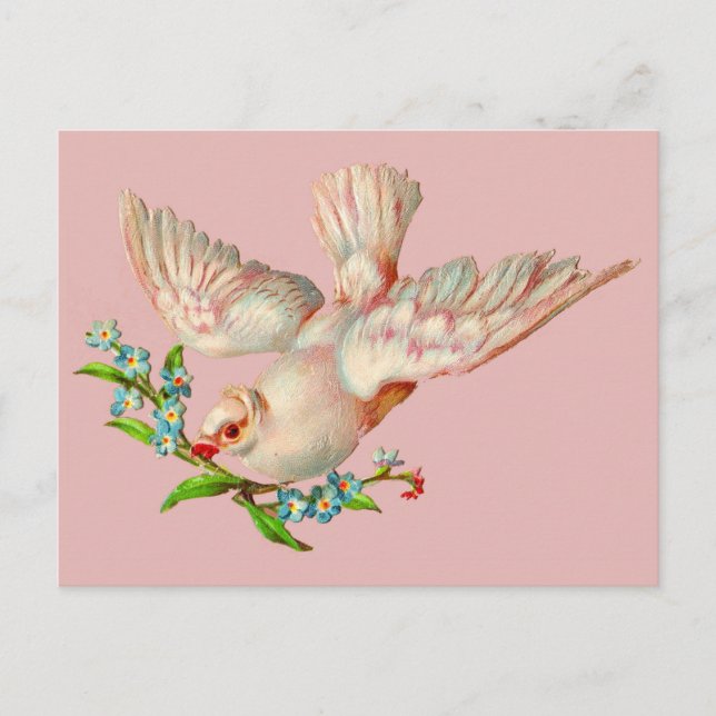  beautiful white dove with sprig in its mouth postcard (Front)