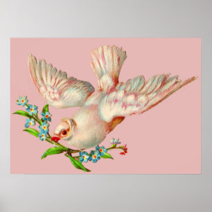 beautiful white dove with sprig in its mouth poster
