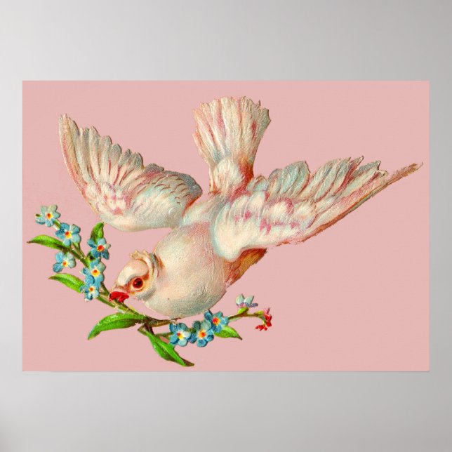beautiful white dove with sprig in its mouth  poster (Front)