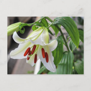 BEAUTIFUL WHITE EASTER LILY POSTCARD
