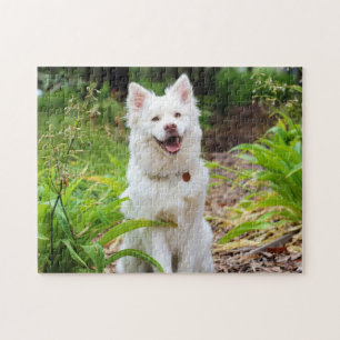 Beautiful White Finnish Spitz - Lapphund Jigsaw Puzzle