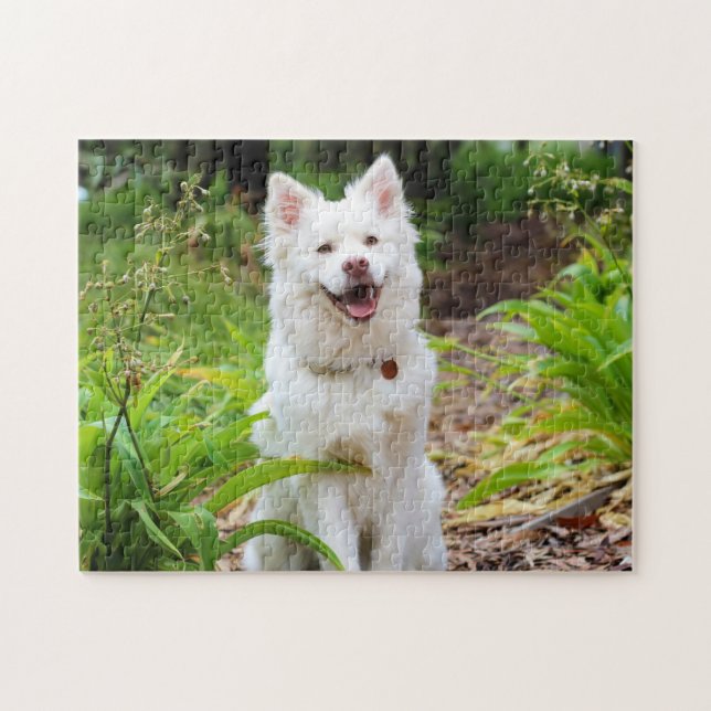 Beautiful White Finnish Spitz - Lapphund Jigsaw Puzzle (Horizontal)