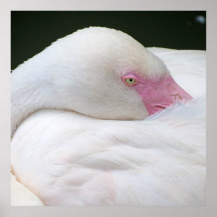Beautiful White Flamingo Poster