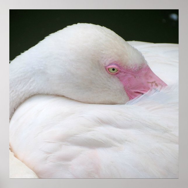 Beautiful White Flamingo Poster (Front)