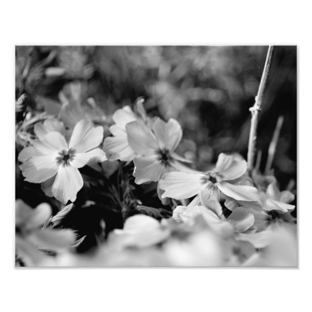 Beautiful White Flowers Black and White Photo Print (Front)
