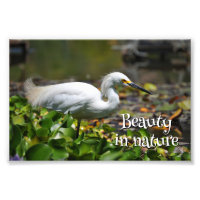 Beautiful white heron