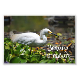 Beautiful white heron photo print