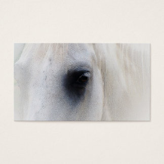 Beautiful White Horse Closeup