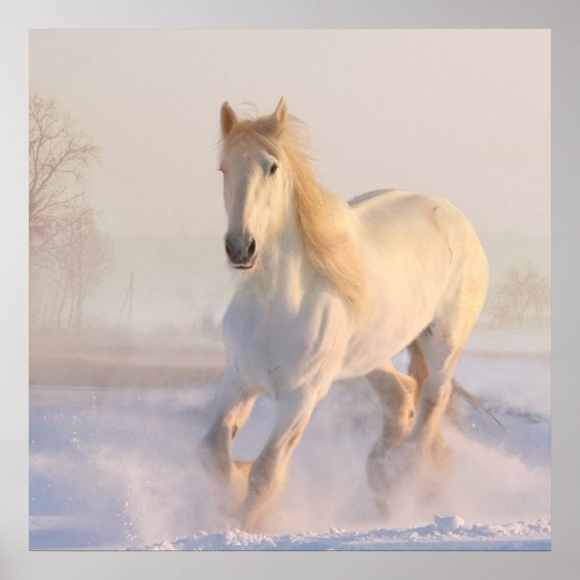 Beautiful White Horse Galloping in the Snow Poster (Front)