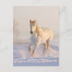 Beautiful White Horse Running in the Snow Postcard