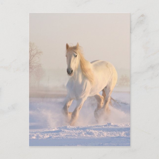 Beautiful White Horse Running in the Snow Postcard (Front)