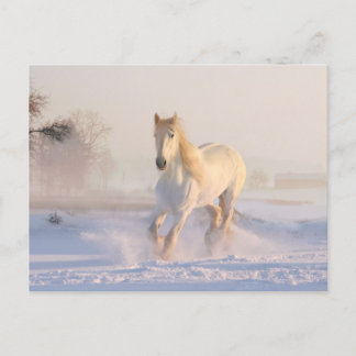 Beautiful White Horse Running in the Snow Postcard
