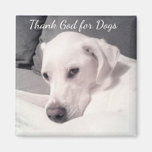 Beautiful White Labrador Mix Dog Grey Thank God Magnet