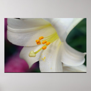 Beautiful White Lily Poster