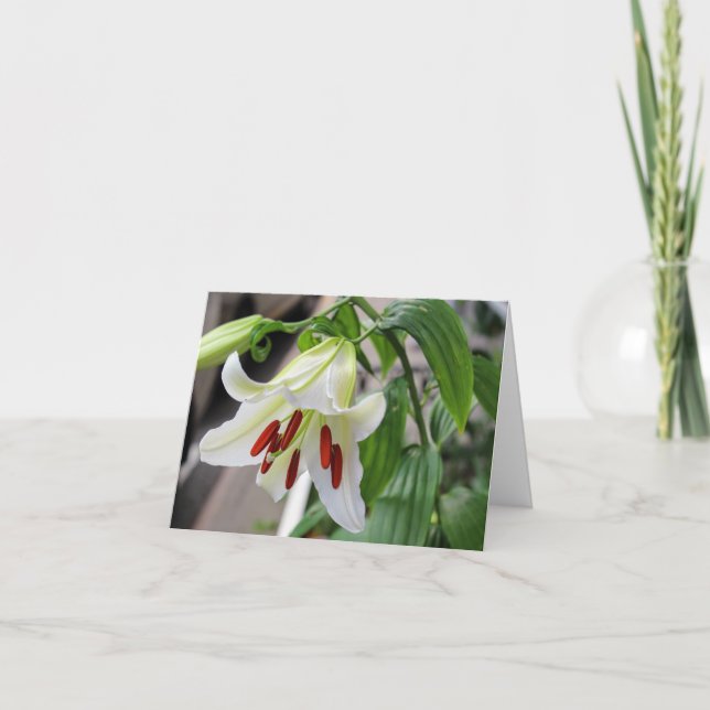 BEAUTIFUL WHITE LILY  THANK YOU CARD (Front)