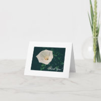 Beautiful White Lily Thank You Card