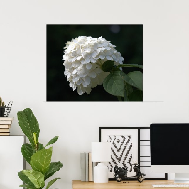 Beautiful White Lime Hydrangea Flower Poster (Home Office)