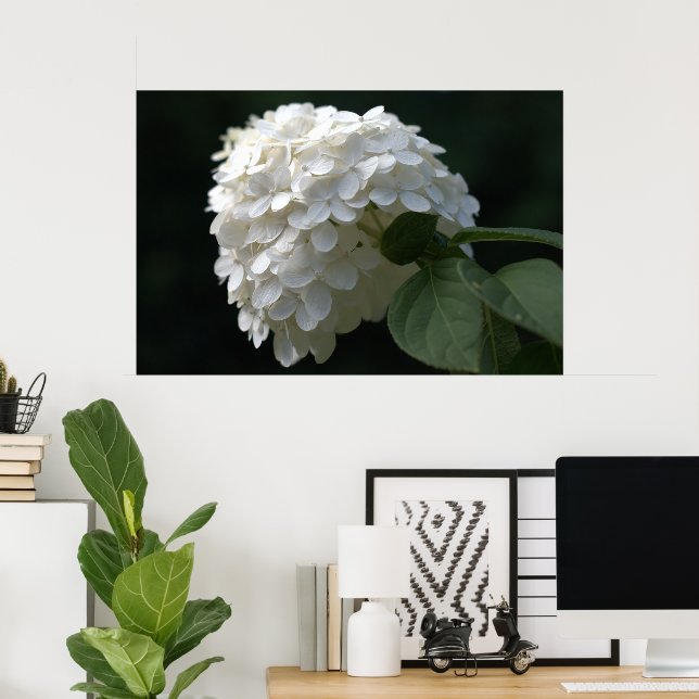 Beautiful White Lime Hydrangea Flower Poster (Home Office)