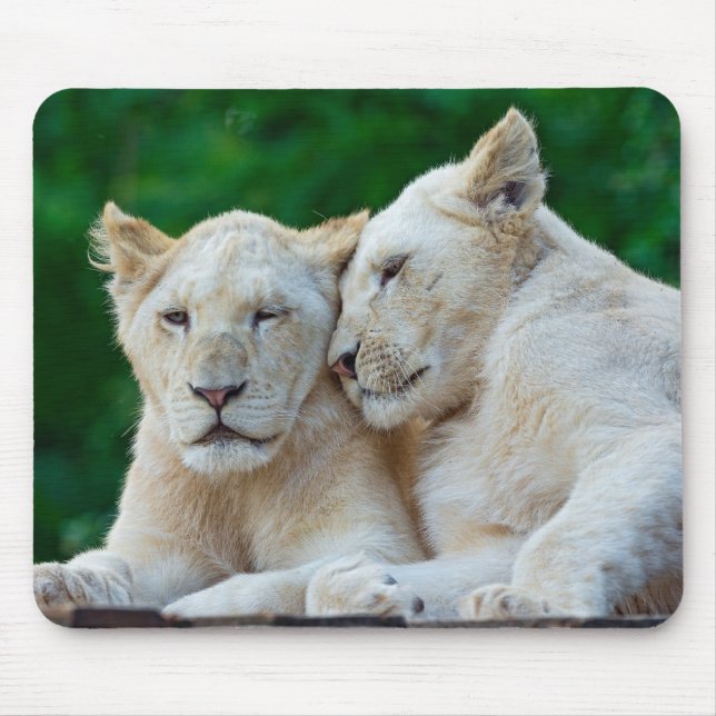 Beautiful White Lions Cuddling Mouse Pad (Front)