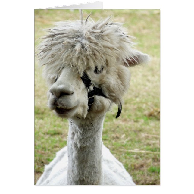 Beautiful White Llama (Front)