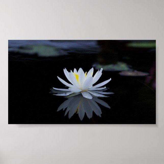Beautiful White Lotus,Lake,Zen Poster (Front)