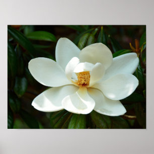 Beautiful White Magnolia Flower Poster