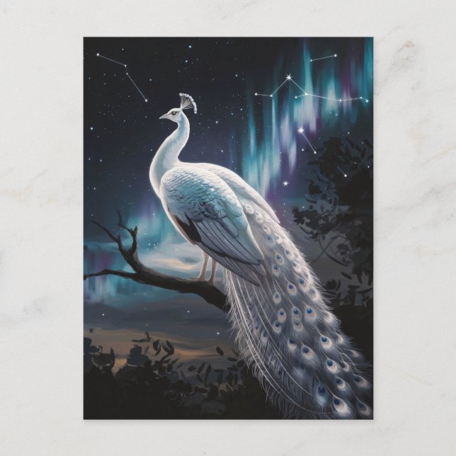 Beautiful White Peacock Aurora Borealis Scenic Postcard (Front)