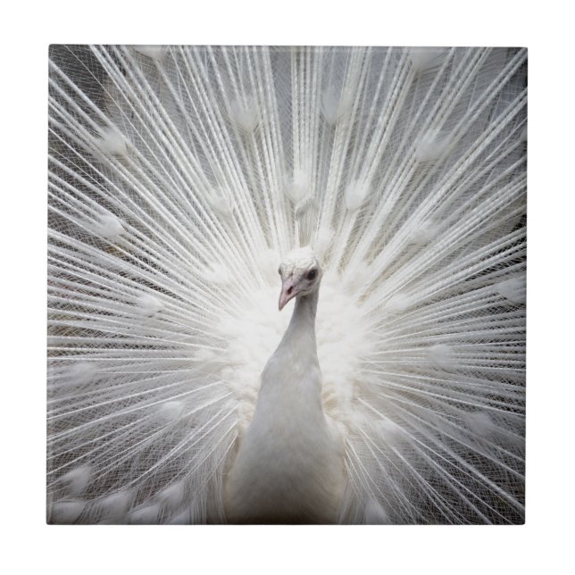 Beautiful white peacock ceramic tile (Front)