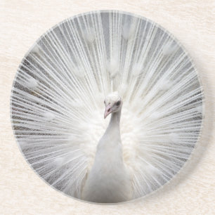 Beautiful white peacock coaster