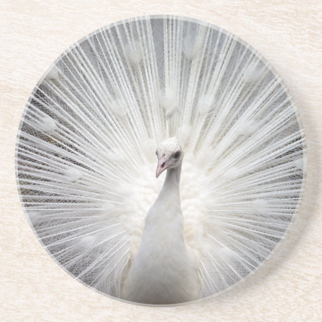 Beautiful white peacock coaster (Front)