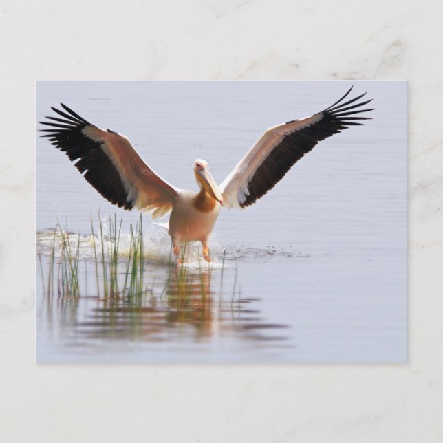 Beautiful White Pelican Taking Flight Among Reeds Postcard (Front)