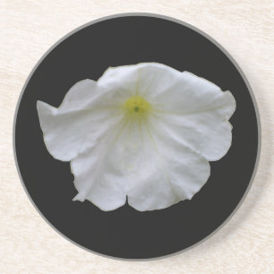 Beautiful White Petunia Coasters