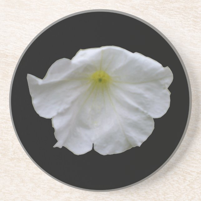 Beautiful White Petunia Coasters (Front)