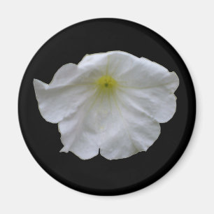 Beautiful White Petunia Magnet