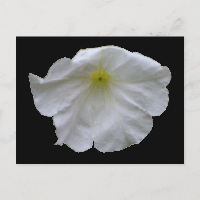 Beautiful White Petunia Postcard (Front)