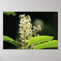Beautiful White Pokeweed Plant Flowers